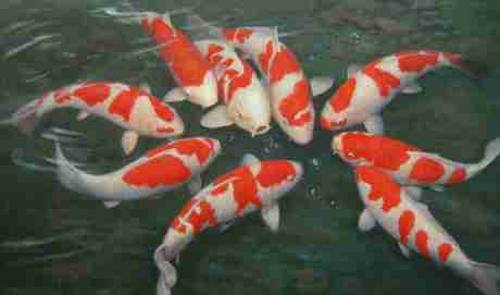 Japan Koi Kohaku