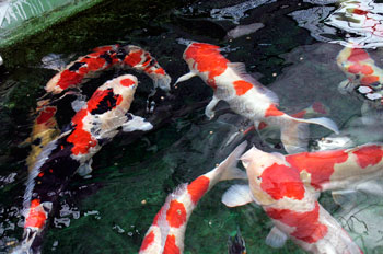 Japan Koi