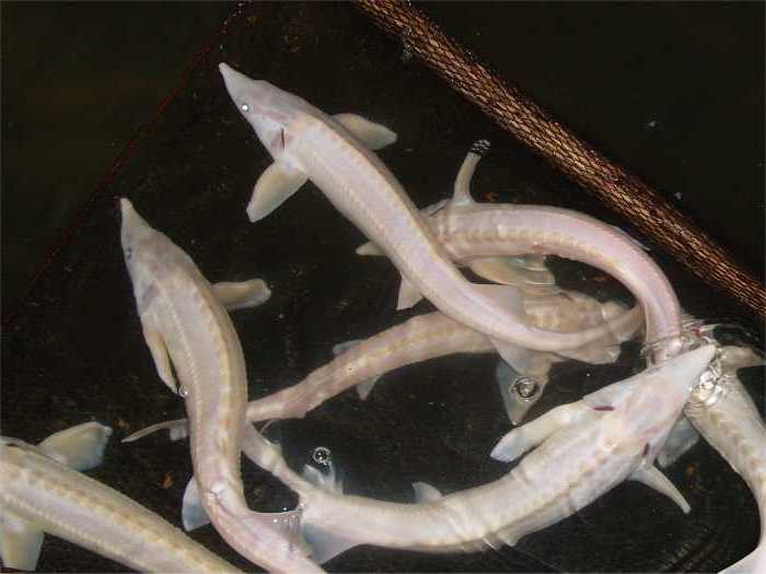 Albino Sterlet