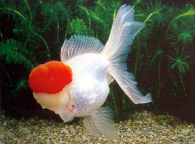 Oranda Rotkopf