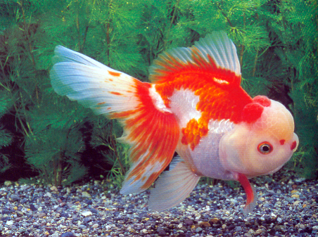 Oranda rot-weiß