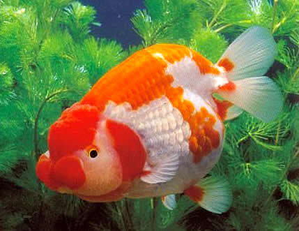 Ranchu weiß rot