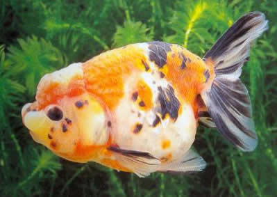 Ranchu Calico