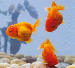 Ranchu rot