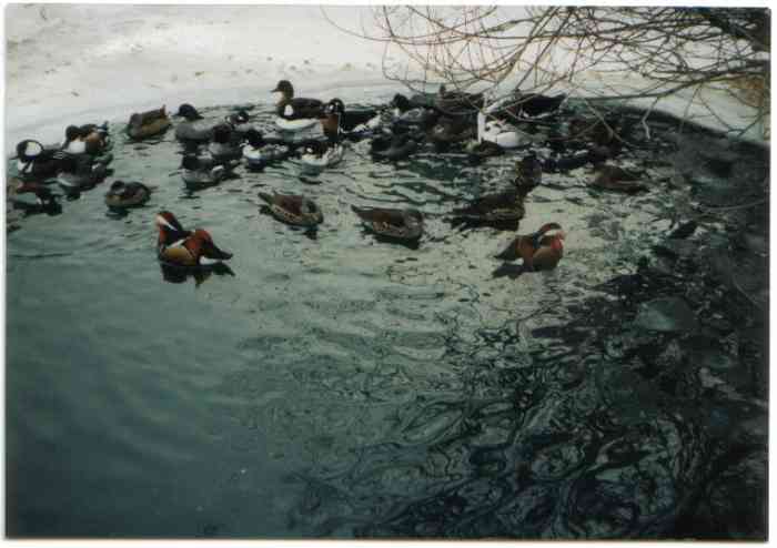 Winterteich