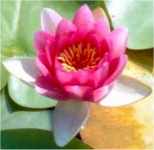 Seerose