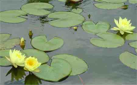 Seerose Cromatella