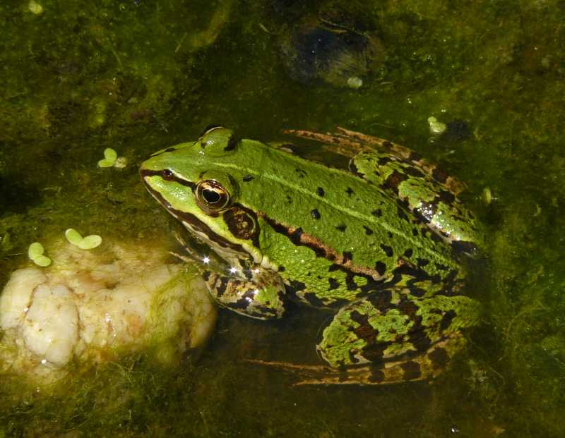 Teichfrosch